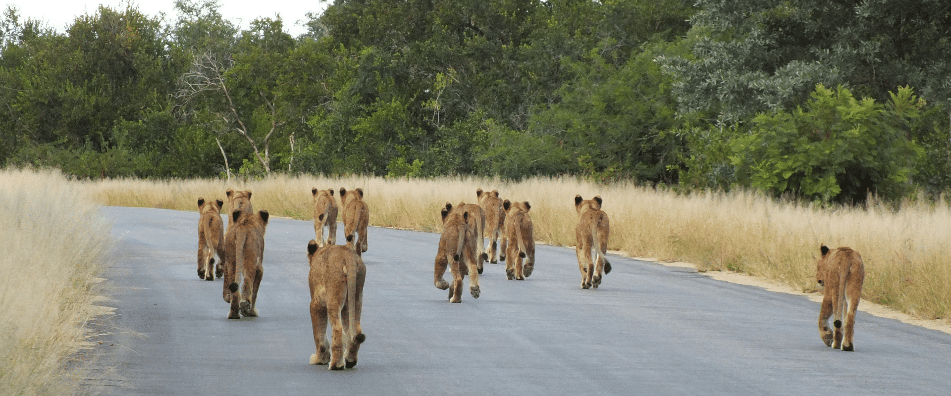 A Pride of Playful Lions on Kruger's Public Roads