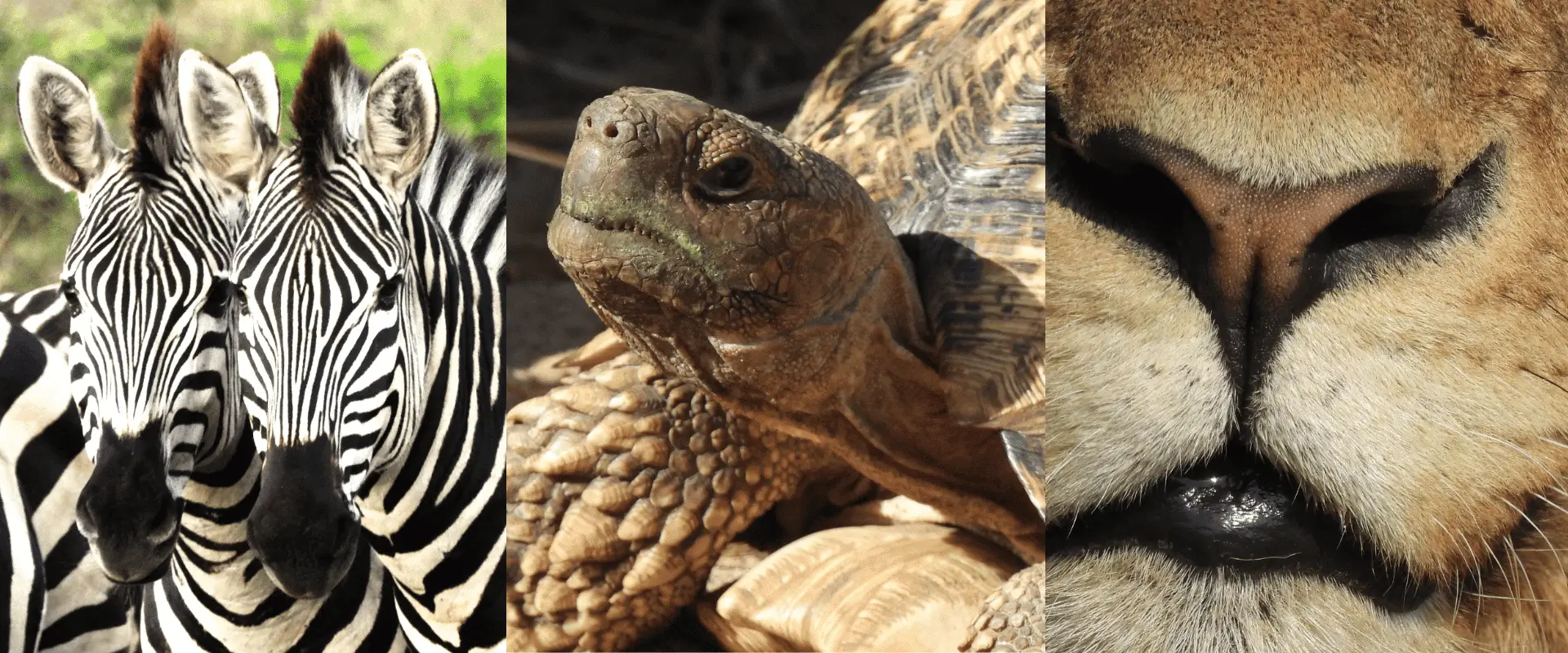 A-collection-of-Shazs-photographs-from-Africa-Up-Close-and-Personal