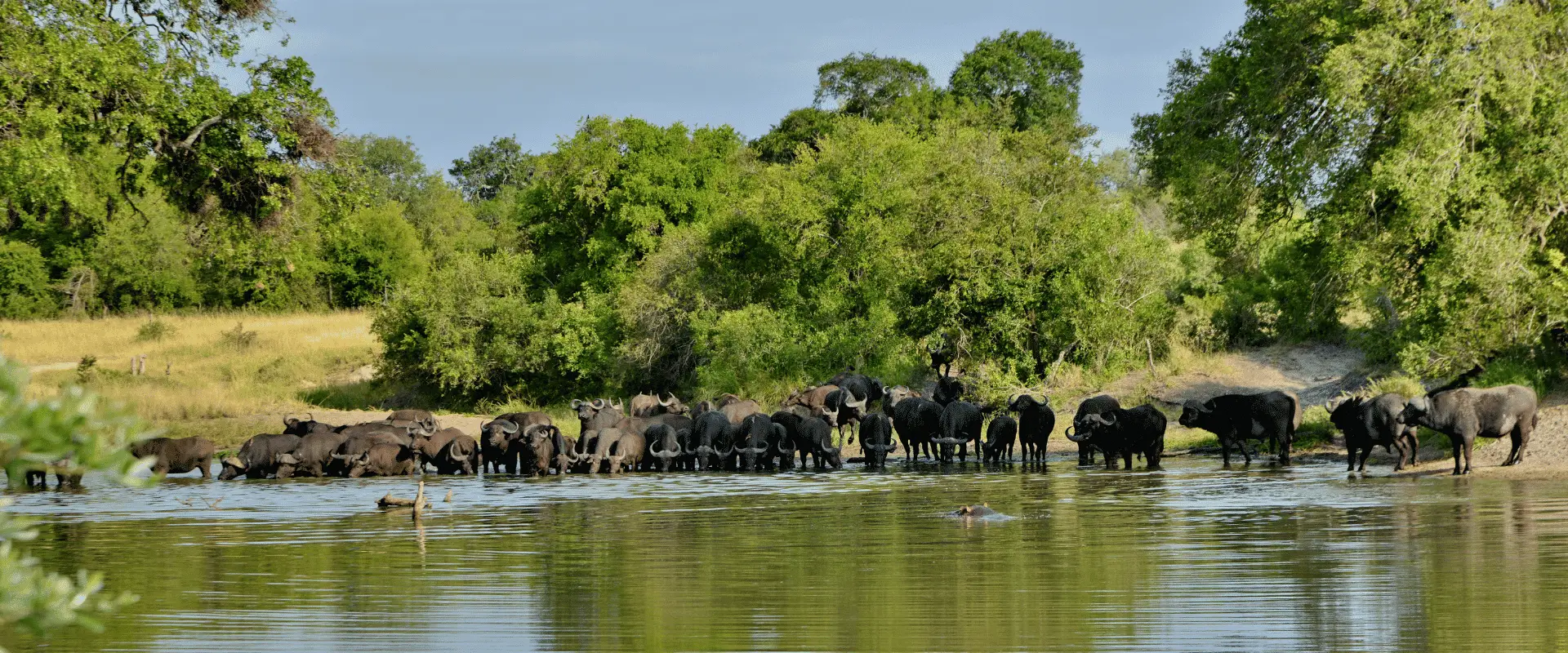 Buffalo-drinking-at-a-waterhole