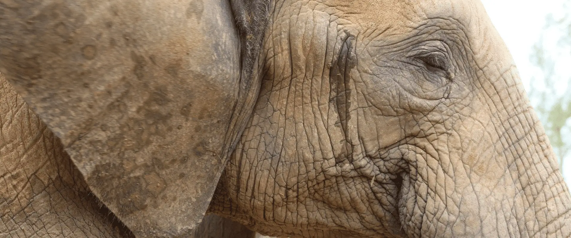 Elephant-in-musth-not-the-one-Marli-was-facing