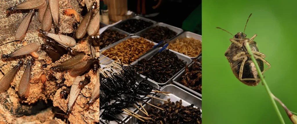 2026-seolo-Yummy-Bugs