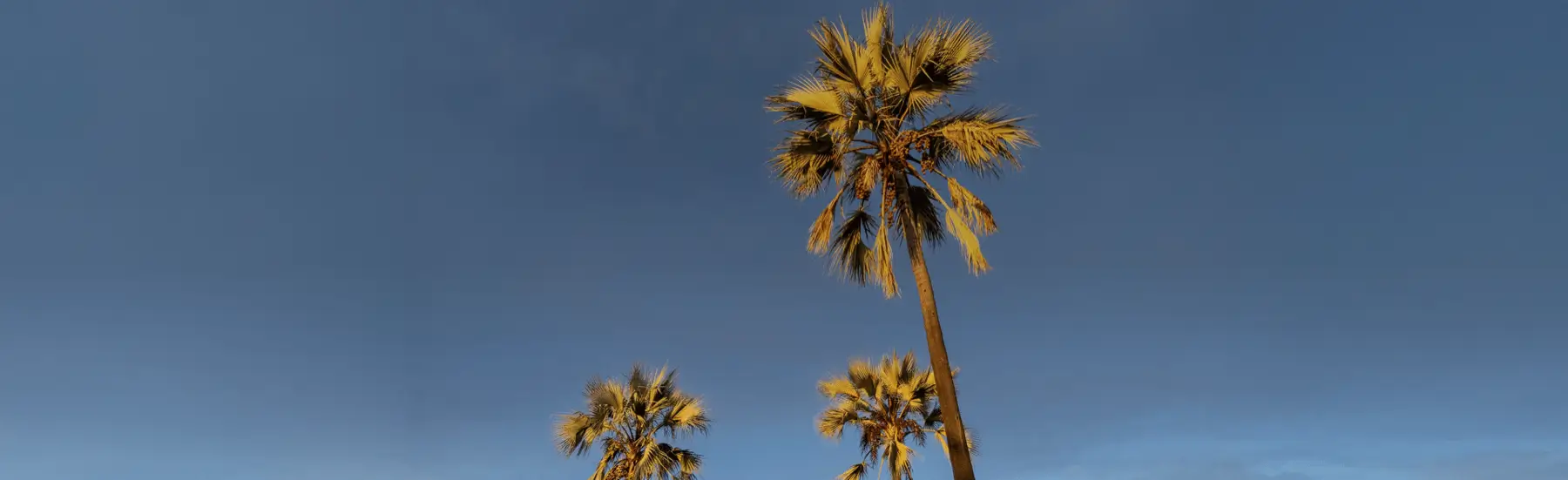 &nbsp;